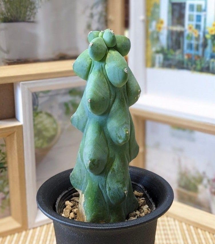 Amazon.co.jp: 多肉植物 観葉植物 サボテン 福禄竜神木 ミルチロ