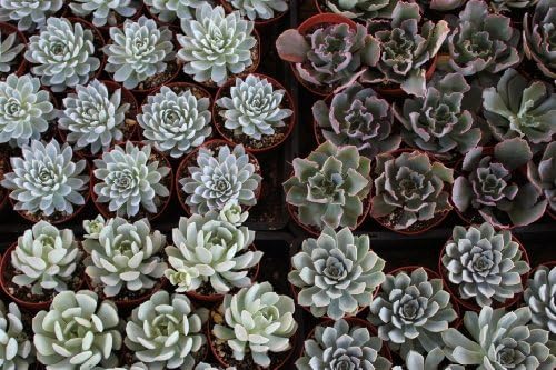 40 Echeveria Rosette Style Mixed 4" inch Succulents in Their Plastic containers Wedding Favors