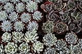 40 Echeveria Rosette Style Mixed 4" inch Succulents in Their Plastic containers Wedding Favors
