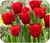 Tulip 'ILE de France' x 100 Red Tulips Spring Flowering Bulbs by Growtanical®