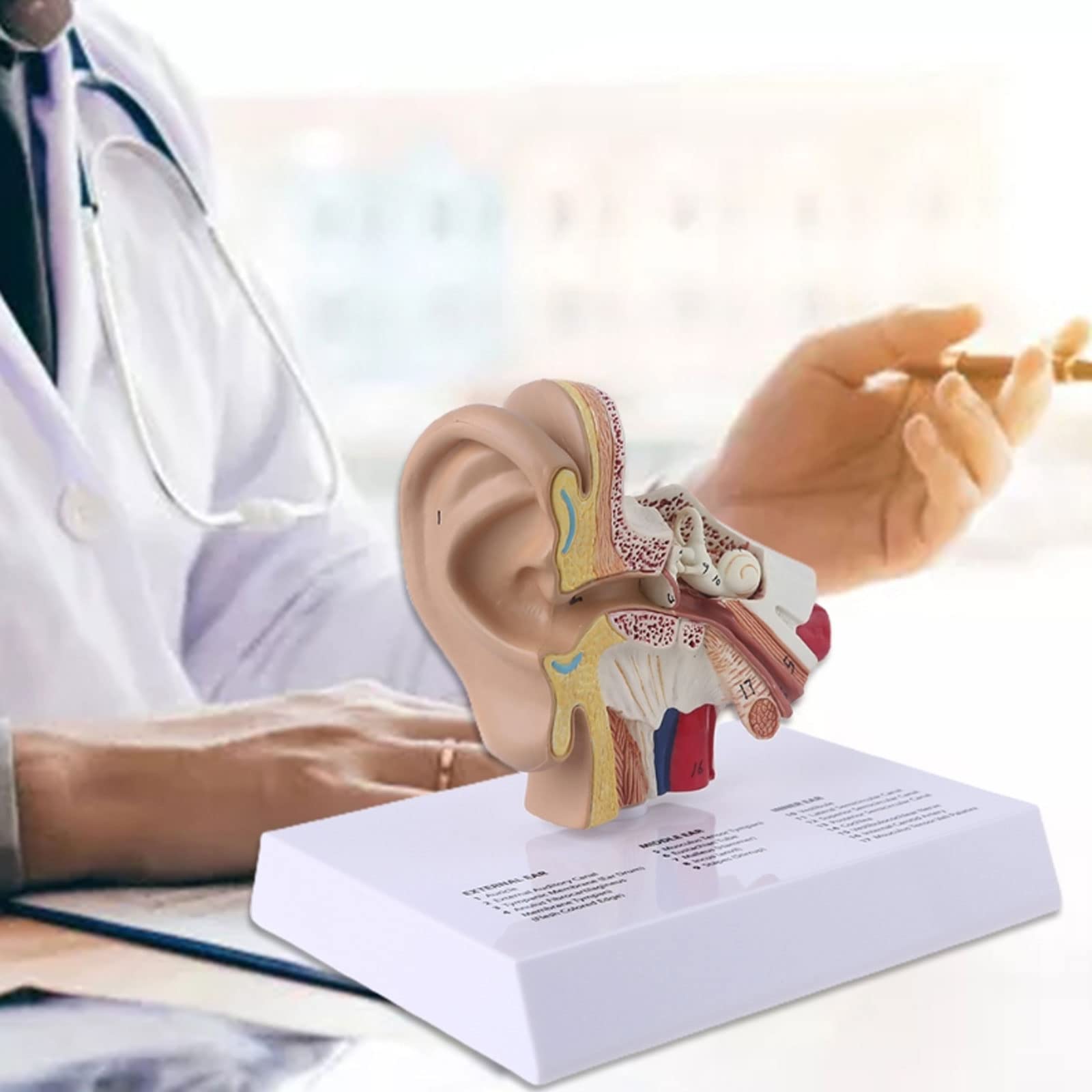 1,5 Volte Il Modello Dell'orecchio Umano A Grandezza Naturale Materiale Didattico Per L'anatomia Scientifica Display Per Studio Anatomico Professionale
