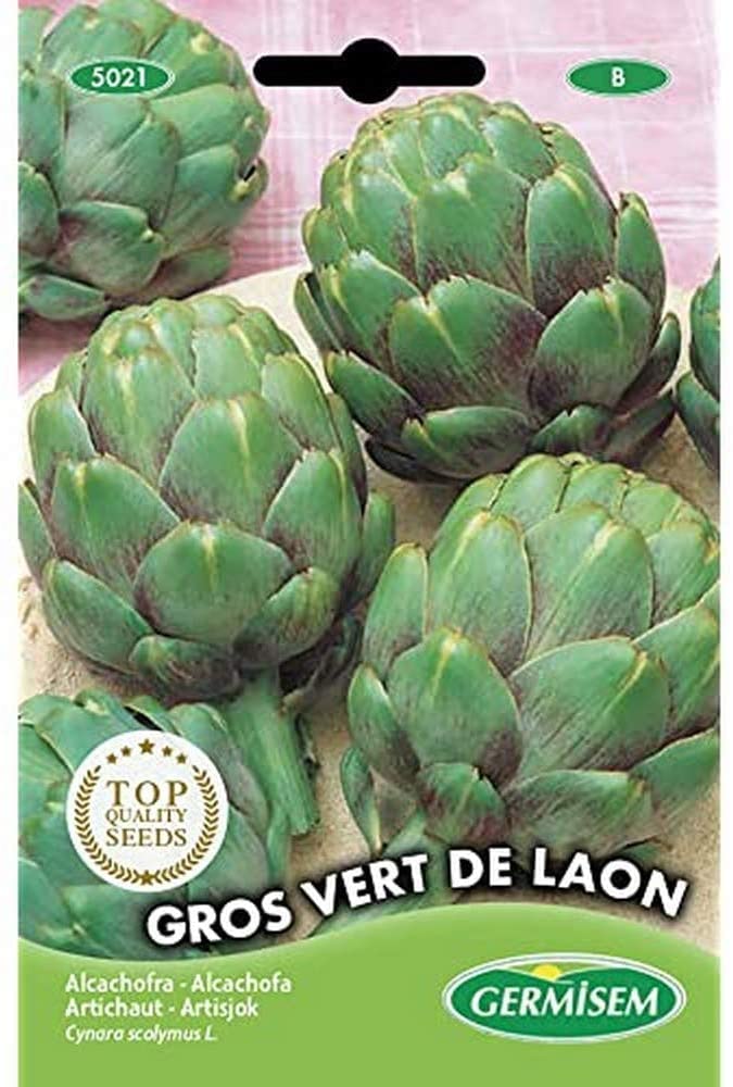 VibeX Vert de Laon Artichoke Seeds-50 Seeds-picture-31