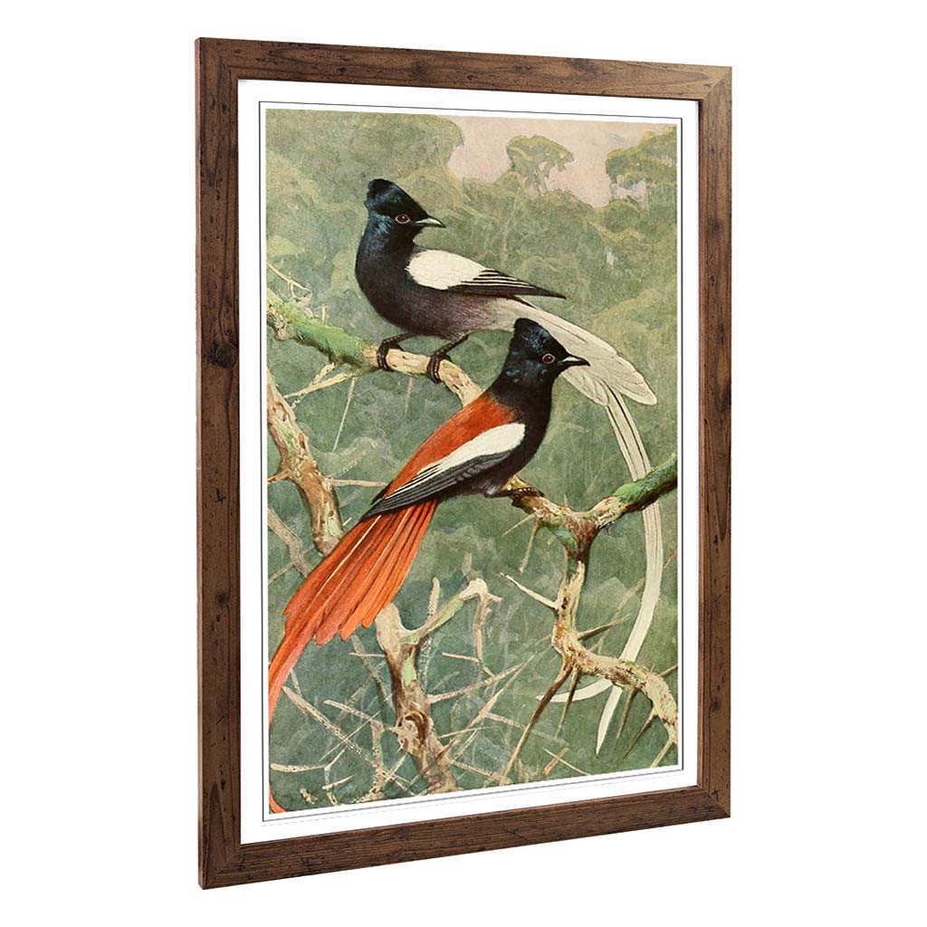 Big Box Art Framed Print of Vintage W Kuhnert Birds of Paradise Design | Wall Art Picture | Home Decor for Kitchen, Living Room, Bedroom, Hallway, Walnut, A2 / 24.5x18 Inch / 62x45cm