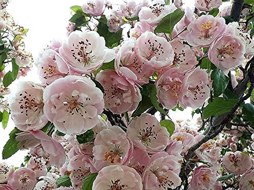 50+ English Hawthorn Tree Seeds Maybush Haw May Edible Fruit Flower Crataegus Laevigata Seeds #TOP19