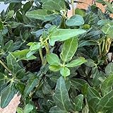 ヘデラ（アイビー）：ハロー3号ポット 2株セット[カミソウ園芸さんオリジナル品種]