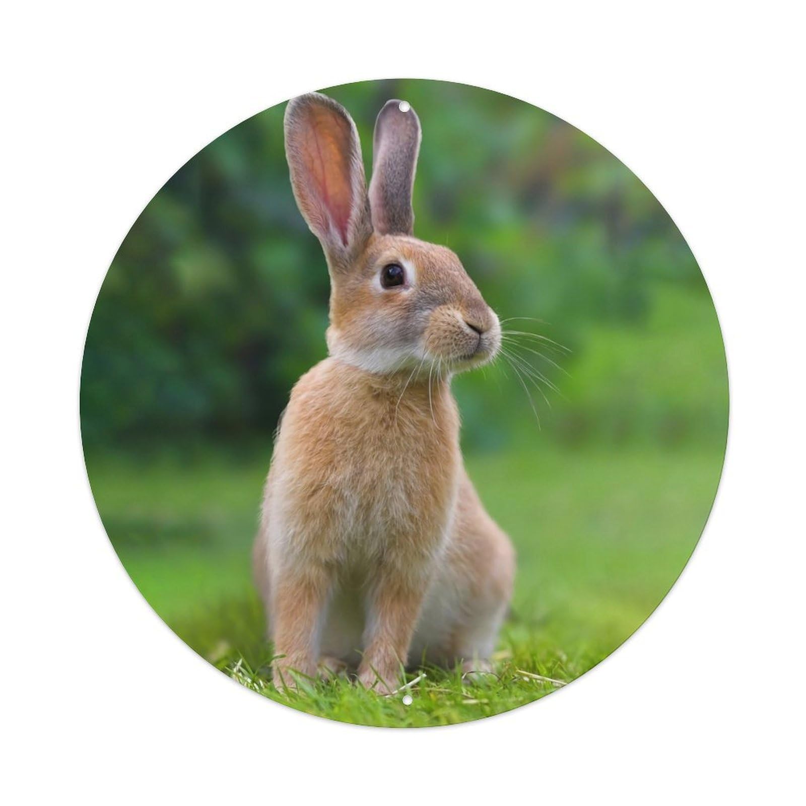 Cute Rabbit Wildlife Animal Meadow Classic Metal Tin Sign