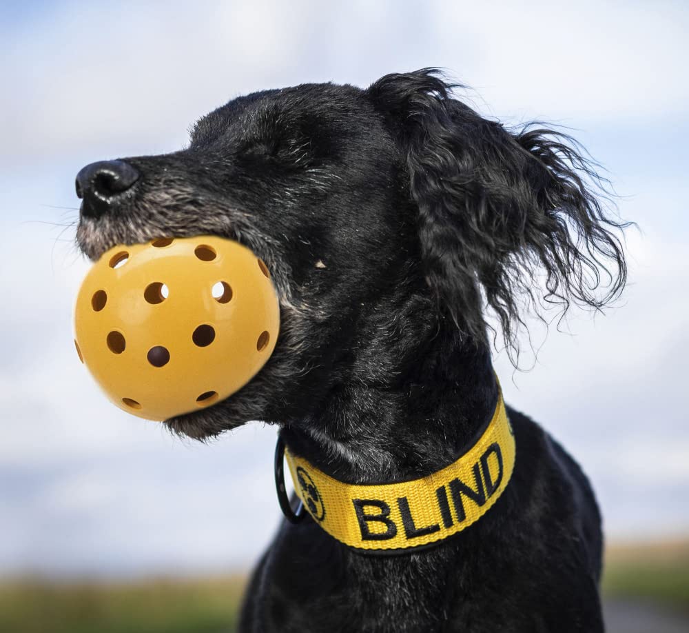 TRIXIE Hole Ball Toy for Dogs, Especially Made for Visually Impaired and Blind Dogs, Natural Rubber Pet for for All Dog Breeds - 7 cm (B09NDXLJZ2) Amazon Price History, Amazon Price Tracker