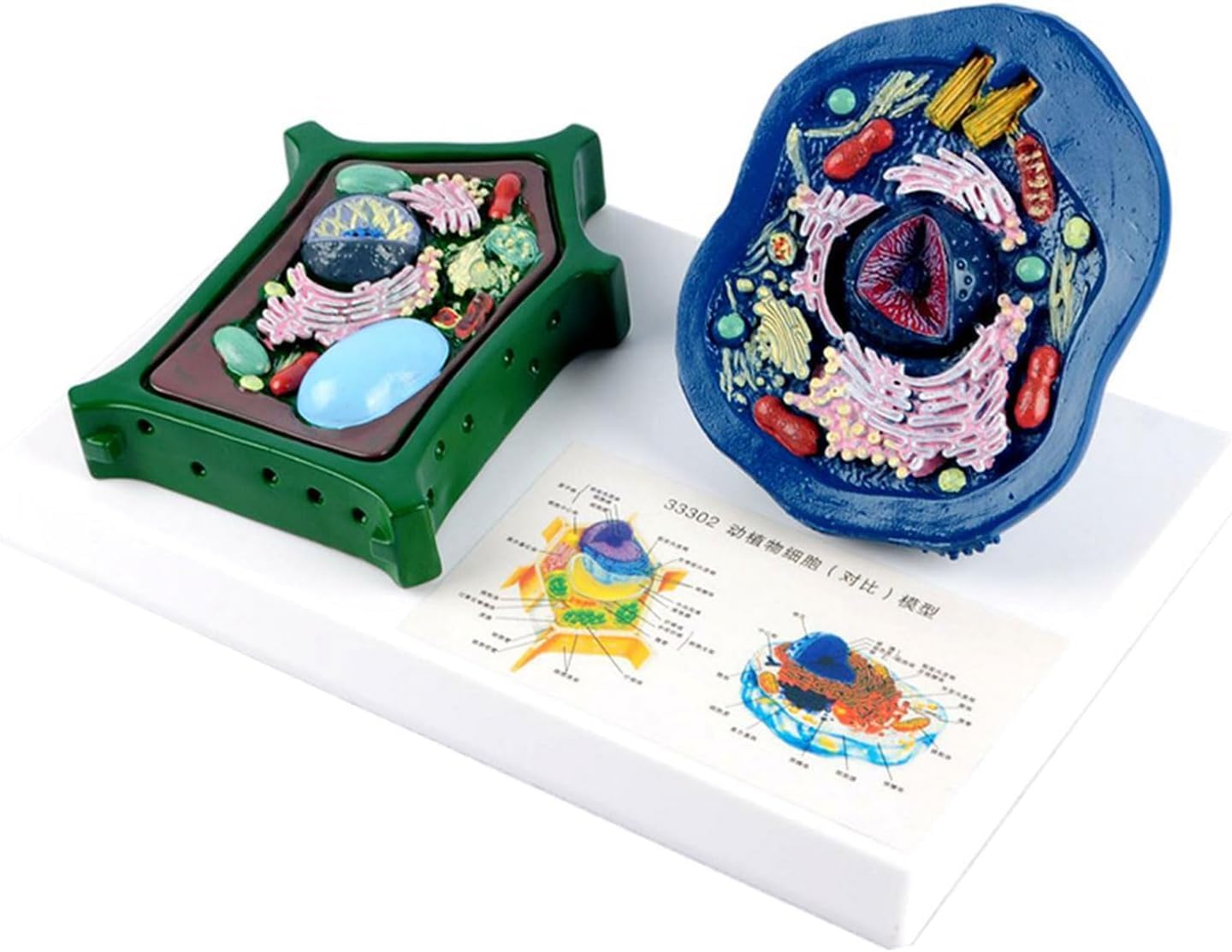 Animal and Plant Cell Anatomy Model with Removable Parts Anatomical Comparative Model of Animal and Plant Cells Biological Teaching aids