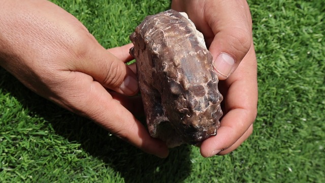 Image of Ammonite Mammites Nodosoides Ammonite Fossil Rare Ammonite Fossil Natural Fossil from Morocco A21