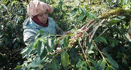 I2kg ChlVA BEAST MOUNTAIN X}g }f A`F 2022NNbv R[q[ RƖp   (̂܂܁j