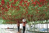 tomate de arbol en ayunas Tipo de producto: Bonsai Clasificación: Novela Plant Uso: Plants al aire libre