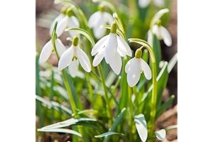 QAUZUY GARDEN Snowdrop Seeds