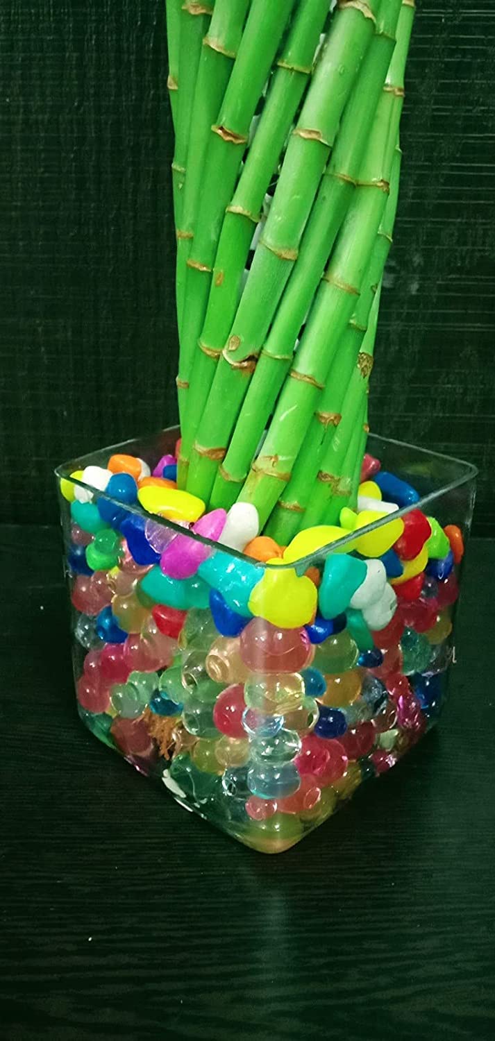 UNNATI9GROUP Green Lucky Wheel Bamboo Lucky Bamboo (Cylindrical Twisted) - Best for Office & Home Indoor Garden Gift A Good Luck 1