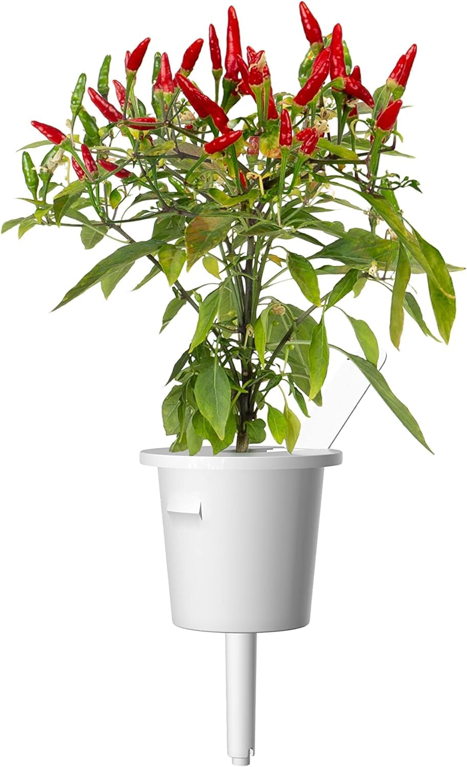 Click and Grow Smart Garden Piri Piri Chili Pflanzenkapseln, 3er-Pack