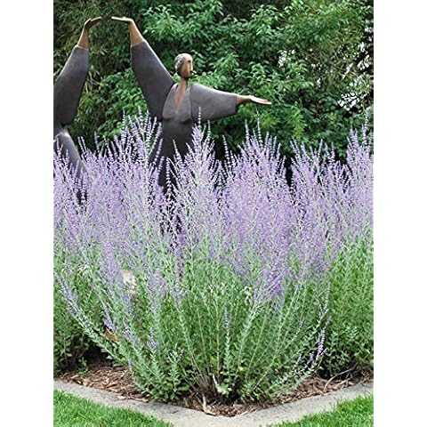 Perennial Farm Marketplace (Russian Sage) Perennial, 1 Quart Perovskia atriplicifolia, Blue-Violet Spikes on Gray-White Stems Cover