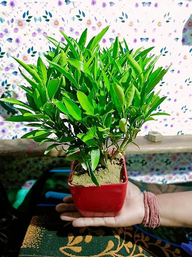 Baagan Sukh-Shanti Live Plant | Vastu Plant for Positive Energy & Peace | Ideal for Home & Office Dcor | Air Purifying Indoor Plant for Good Luck & Harmony | Low Maintenance Feng Shui Plant-image-18
