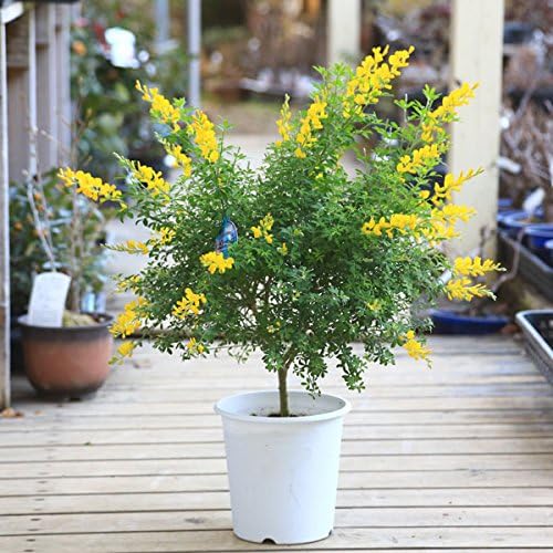 Amazon 鉢花 ヒメエニシダ 黄色 プラポット 食器 グラス カトラリー オンライン通販