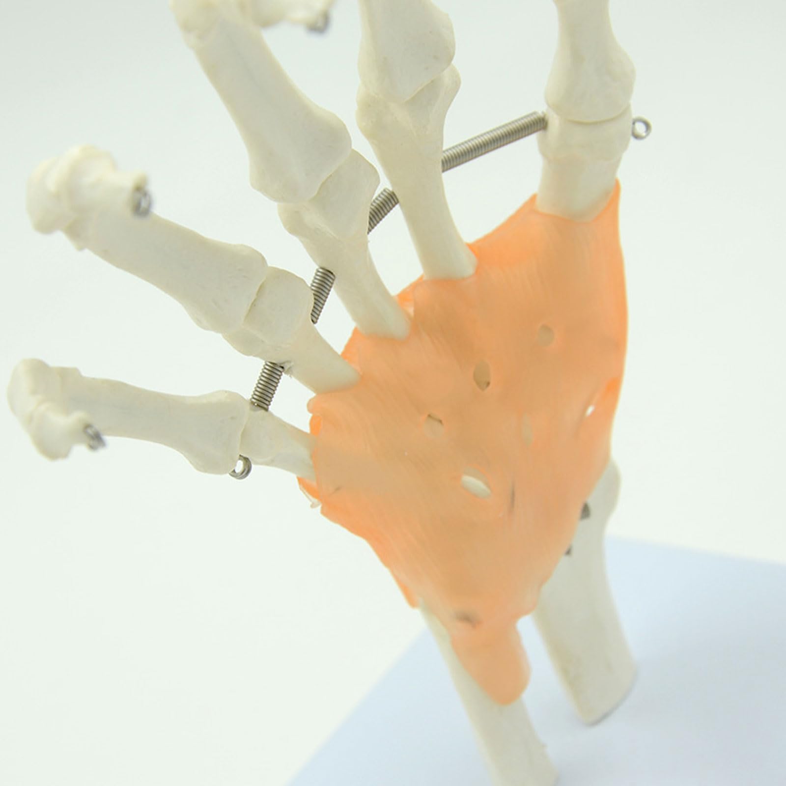 BYERZ 1:1 Modèle Grandeur Nature De L'articulation De La Main Humaine Modèle De Squelette De La Main Modèle D'os du Poignet Vola Palmes Sciences Médicales Matériel D'enseignement Utilisation