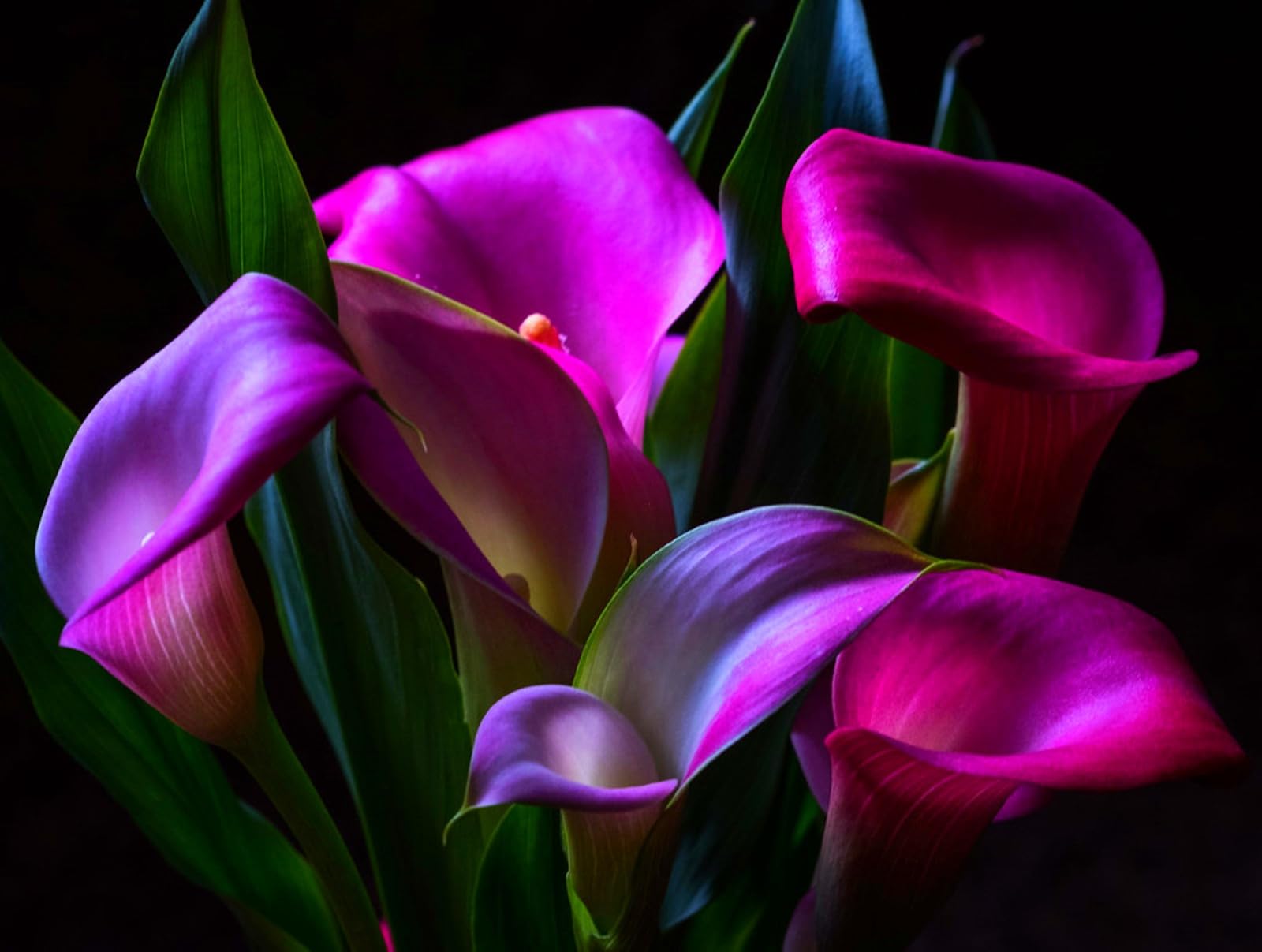 Calla Lily Bulbs Perennial UK, Fragrant Flowers, Rare and Beautiful Calla Bulbs in Bulk,Planting for Stunning Garden Displays-10 Bulbs-J