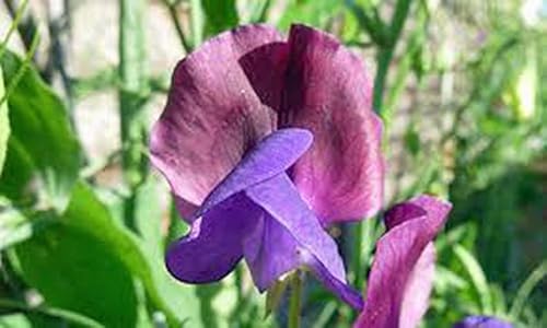 Miniatura 2 de Semillas de Guisante de Olor, 25+ orgánico Newly harvested, gran corte flor