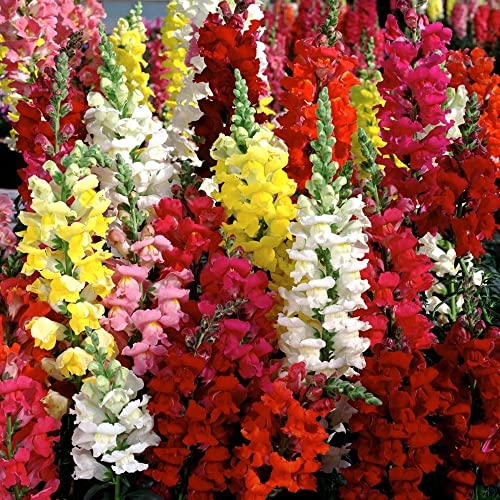 Antirrhinum Dwarf Mixed Seeds – Half Hardy Annual – Brings Colour to Your Garden – for Bedding, Containers & Hanging Baskets - for Your Beautiful Garden