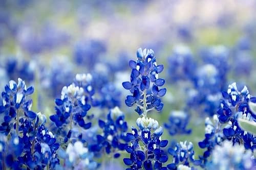 Miniatura 5 de Texas Bluebonnet - Semillas de flores silvestres para plantar, más de 250 semillas, flores silvestres azules vibrantes, enviadas desde Iowa, EE. UU