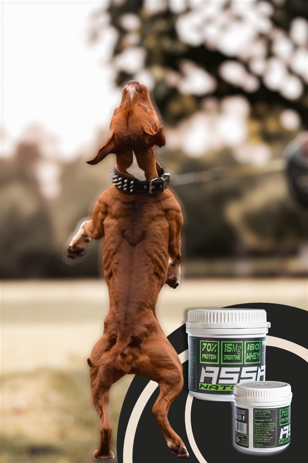 Assault Natural Powder 250 Suplemento muscular para perros, proteína del suero concentrado W.P.C. 80%, aminoácidos, B.C.A.A., Creatina 15.000 mg, crecimiento y definición muscular, polvo