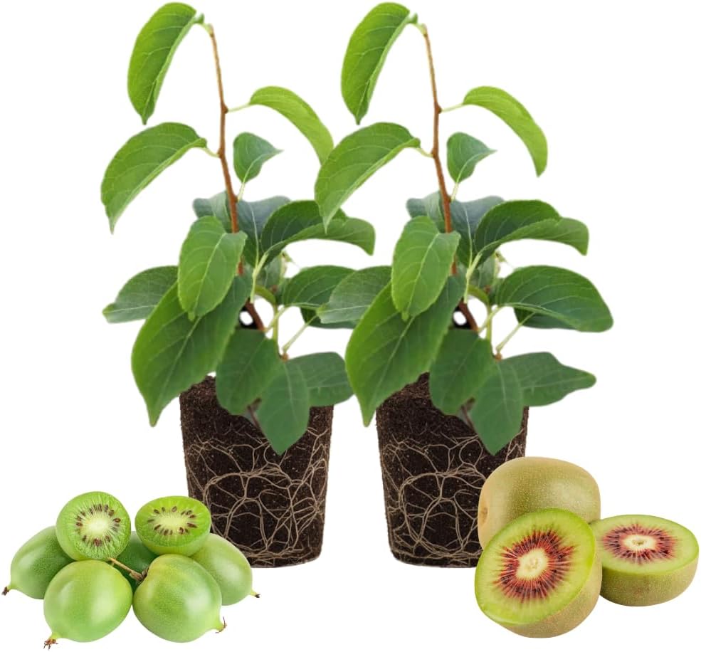 2 Hardy Kiwi Plants Live, Well Rooted 4-6" Tall Kiwi Vines, Perennial Fruit Plants for Garden or Trellis