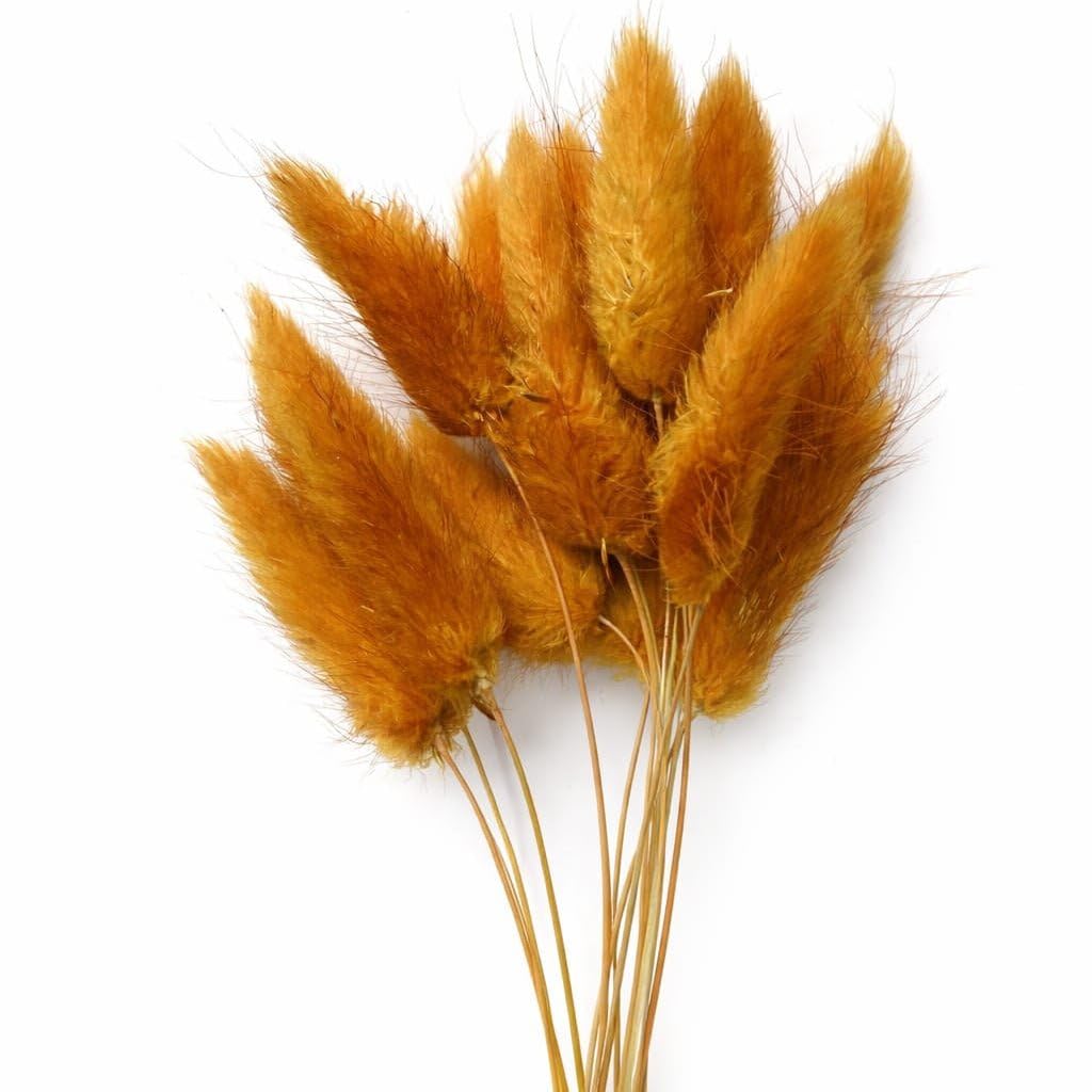 Natural Dried Bunny Tails Flower Pack, Golden Sunny, 10 Pieces-image-1