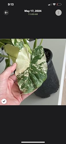Review Image by Ker