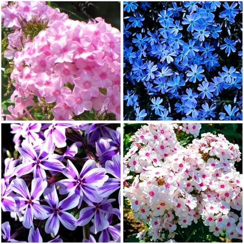 Mixrug 5088+ Mixed Creeping Dwarf Phlox Seeds for Planting, Perennial Creeping Phlox Beauty Flower Seeds Ground Cover Plants, Non-GMO Heirloom Dwarf Flowers for Home Garden Outdoors