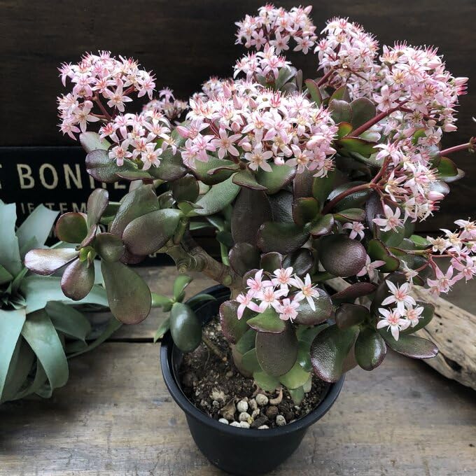 Amazon｜【金のなる木 5号】花月 多肉植物 観葉植物 成金草 金運アップ