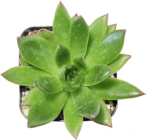 Miniatura 3 de Echeveria Agavoides - Suculenta navideña de 2 pulgadas