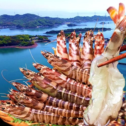 ԃGr yYⓀzԊCV Ԃ 250gm8`12nF{VY ۘa }Ⓚ H꒼ hg VN N}Gr