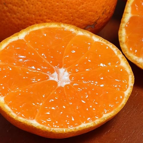 ɂ܂떨 B݂ 10kg L`3LTCY F{Y ʃTCY _ŵ~JIl_ƂňĂ{̃t[c