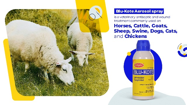 blue kote wound dressing Watch Dr. Naylor Blu-Kote Aerosol wedding dresses surface wounds Fashion Black Off the Cut:S