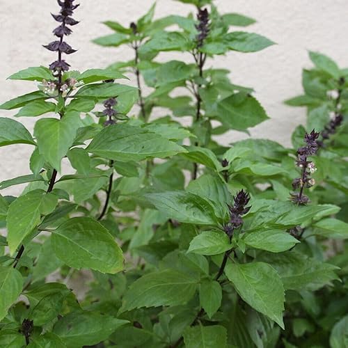 Miniatura 2 de KVITER 200 semillas de albahaca tailandesa (Ocimum Basilicum) - Semillas de hierbas orgánicas de albahaca tailandesa, semillas de albahaca para