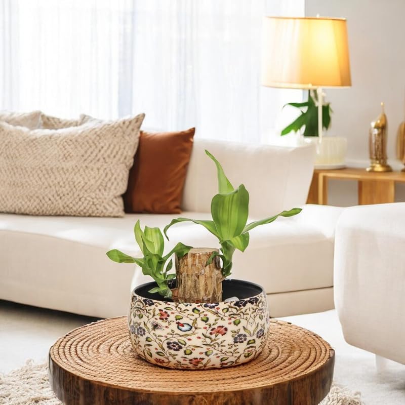 Image of Amulya FARMS Lucky Bamboo Brazil Wood Plant With Premium Floral Metal Pot - Live Indoor Plant for Home, Living Room, Office Decoration | Feng Shui Good Luck Rare Live Plant