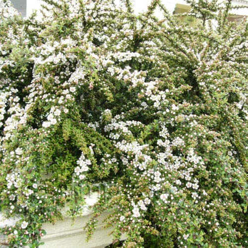 Buch4Land - Rockspray Cotoneaster, Cotoneaster Horizontalis, 20 Seeds (Hardy Showy Fall Color) #TOP14