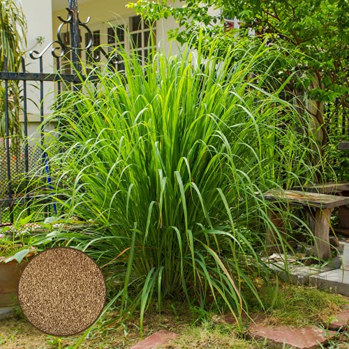 Lemongrass Seeds, Culinary Herb Thai Lemon Grass Seeds for Planting (1500+ Seeds)