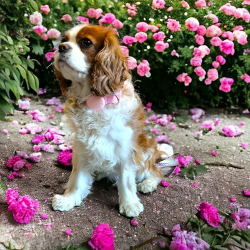 Luxus-Hundehalsband aus Samt mit Airtag-Halterung - Eleganz & Sicherheit für Ihren Vierbeiner in Allen Größen