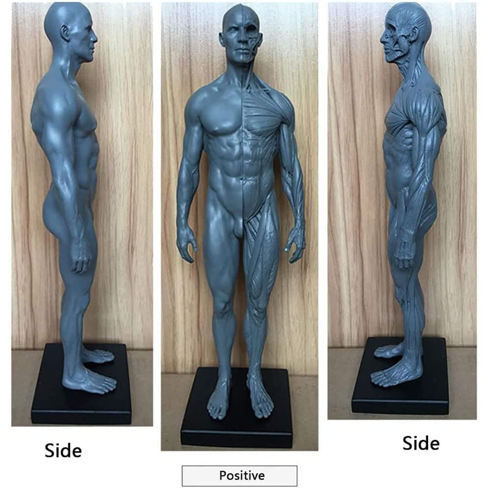 Anatomia del Corpo Umano Figura, Muscolo Maschio Donne Umano Scheletro Modello Anatomico, Anatomico Umano Muscolare Bone Modello, Riferimento per L'artista, 30 cm, 2 Pezzi