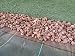 Seinec Malla Antihierbas Verde 10m² (2 x 5m). Resistente a roturas con...