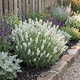 Bloomique - 6er - Set - Lavendel - Edelweiß - Echter Lavendel - Winterhart - Duftend - Mehrjährig - Höhe 10-20 c ...