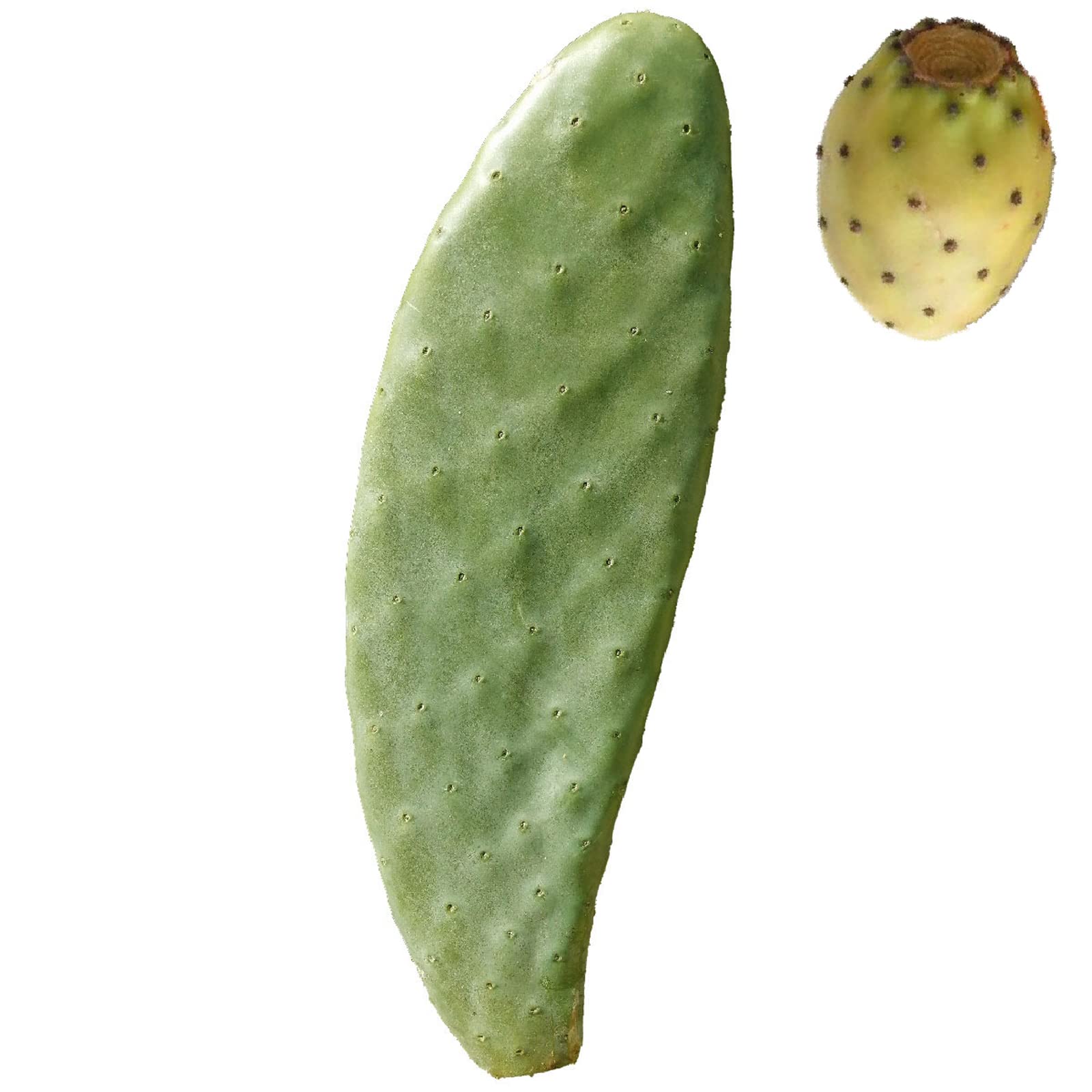 3pcs Bouture Figue de barbarie SANS épines - OPUNTIA SANTAMARIA - fruits blancs