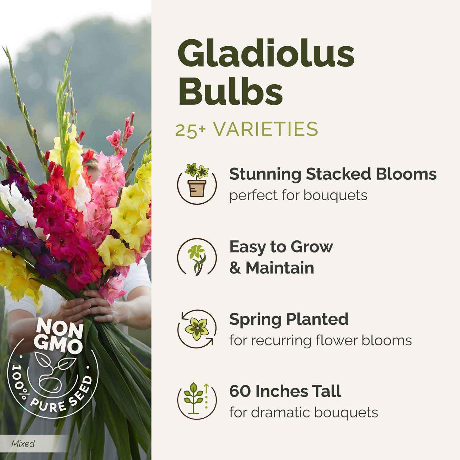 Eden Brothers Gladiolus Flower Bulbs - Pink Parrot