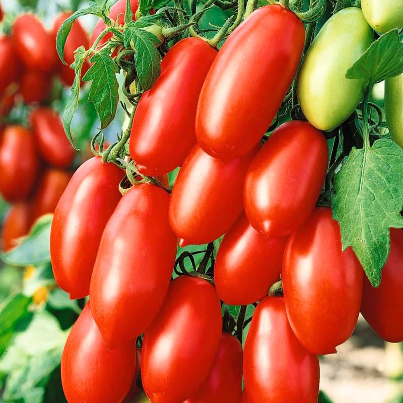 Miniatura 4 de Paquete de 4 plantas de tomate mixtas vivas para plantar al aire libre, planta de tomate tradicional viva para plantar, variedades de tomate, bistec