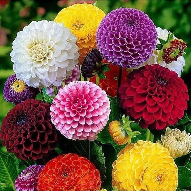 Dahlia Flower Seeds Dasi Multicolour, (Pack of 50 Psc)-image-12