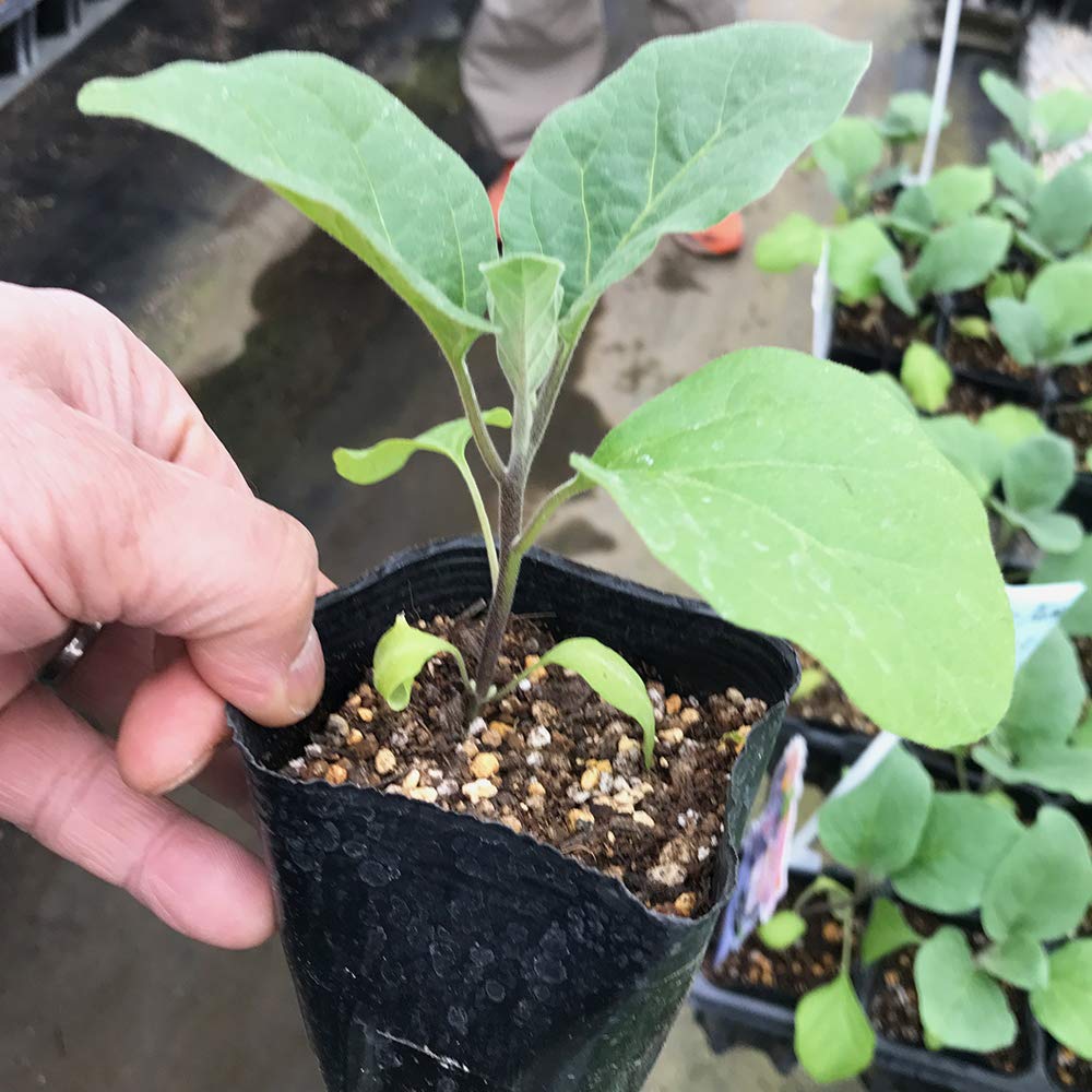 Amazon.co.jp: ナス苗 夏植えすずなりトロトロなすの苗(長ナスタイプ