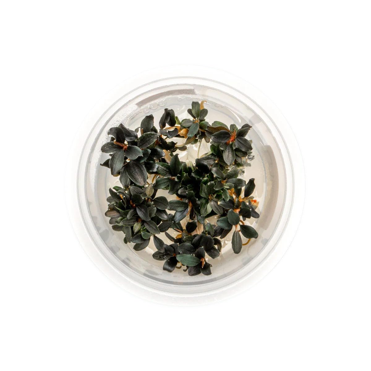 Ultum Nature Systems Live Tissue Culture Bucephalandra Kedagang Japan